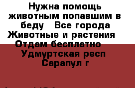 Нужна помощь животным попавшим в беду - Все города Животные и растения » Отдам бесплатно   . Удмуртская респ.,Сарапул г.